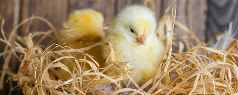 12月份还能孵化小鸡么，孵化小鸡几天开始喷水