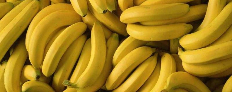 香蕉亩产量一般多少斤，种植多久可以收获