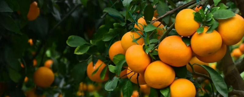 红美人柑橘品种简介- 致富热