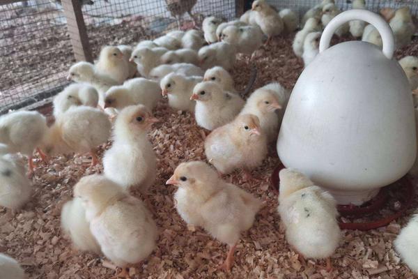 产蛋率最高的鸡品种