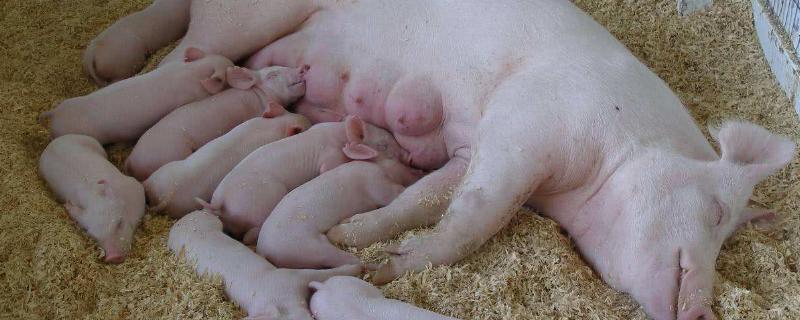 怎样合理饲喂分娩哺乳阶段的母猪?，母猪产后第一顿吃什么