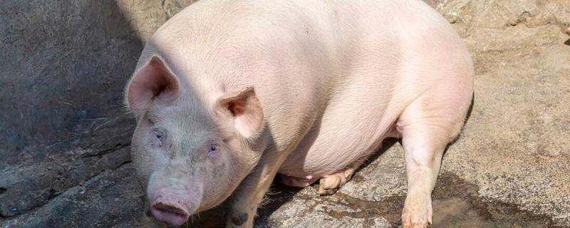 200斤猪要养几个月，猪养多少个月可以出栏
