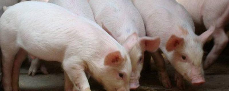 猪爱吃什么食物，猪吃土是什么原因