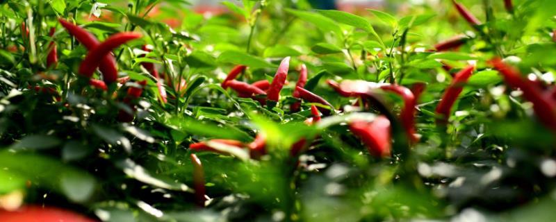 辣椒几月份种植，附种植方法