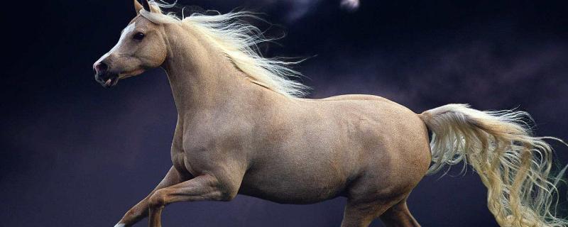 马的生殖功能的特点，马的繁殖能力如何