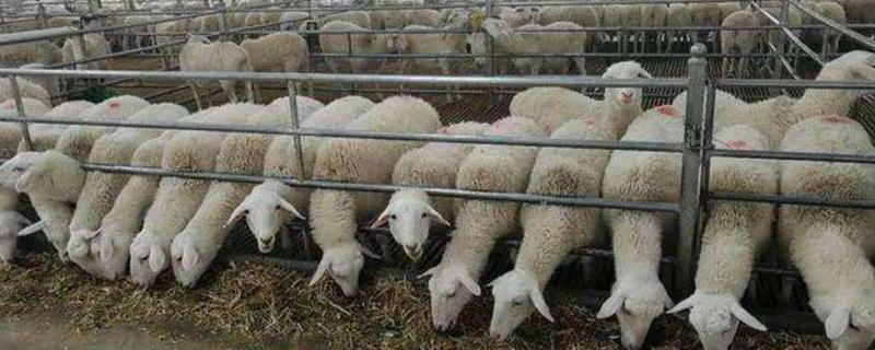 羊的生长周期养一只羊要多久出栏，附养殖方法