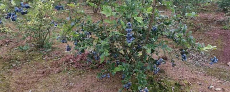 蓝莓适宜生长的土壤环境PH值，附种植方法