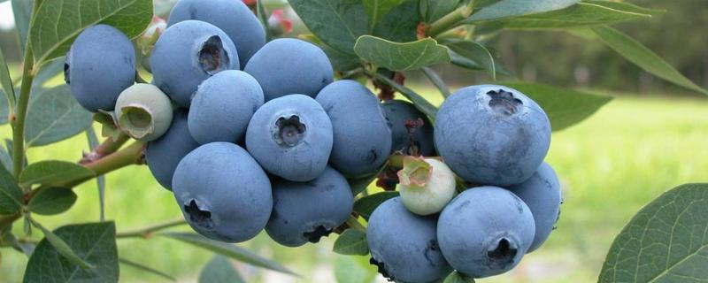 蓝莓生产季节，如何采摘