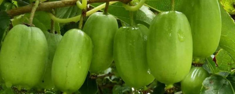 软枣猕猴桃的缺点，附种植方法