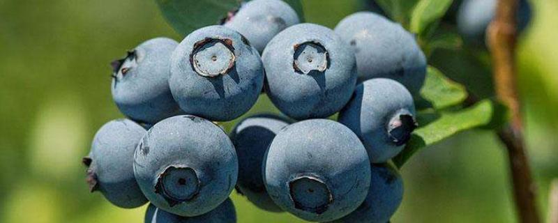 蓝莓原产地，蓝莓种植几年结果