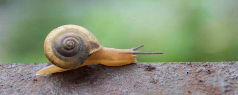 蜗牛是怎么爬行的，蜗牛的天敌是什么