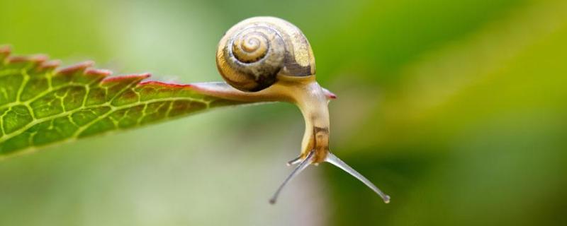 蜗牛是爬行动物吗，蜗牛卵如何孵化
