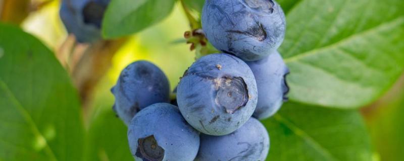 蓝莓种植需要什么条件，如何种植