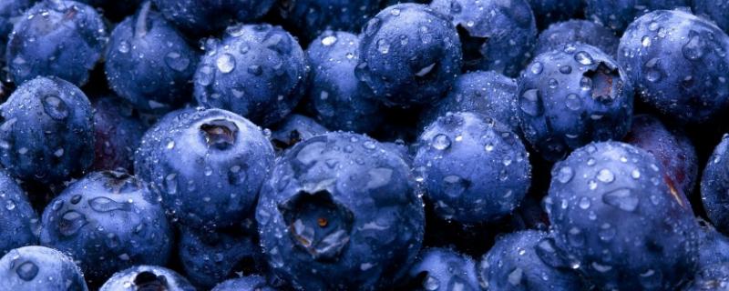 蓝莓耐寒最低温度，适合哪些地区种植
