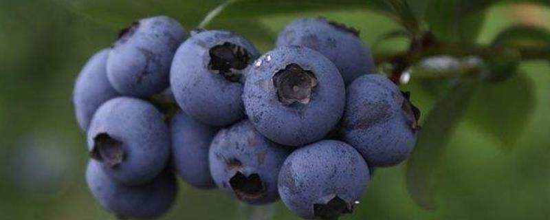蓝莓适宜温度，附种植条件与方法