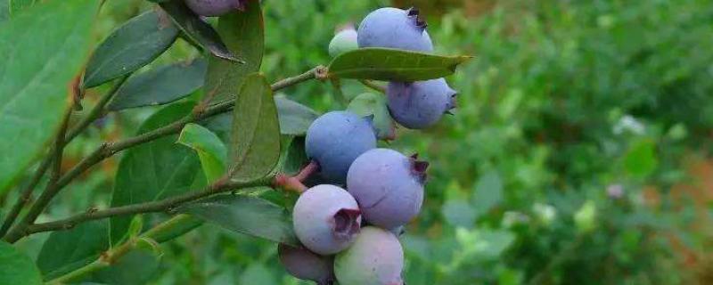 蓝莓属于哪类水果，产地在哪里