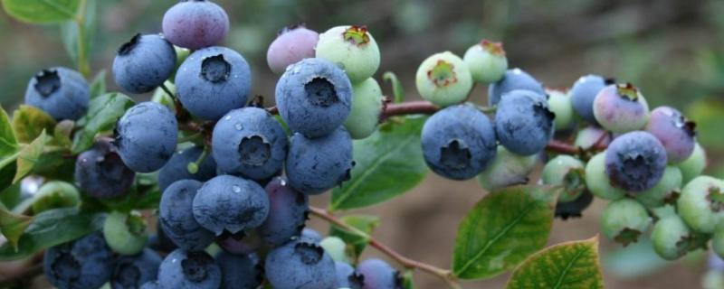 蓝莓如何种植与养护，适合哪些地区种植