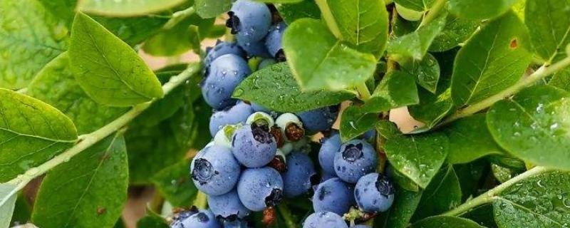 种蓝莓需要什么土壤，种植几年可以结果