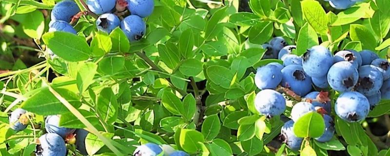 蓝莓的种类