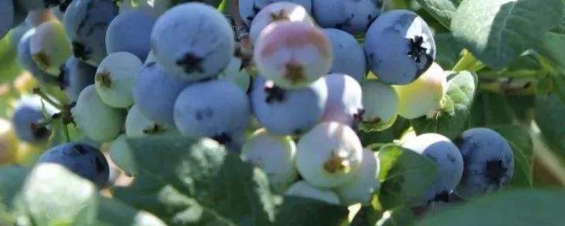 蓝莓土壤怎样改良变酸，适合那些地区种植