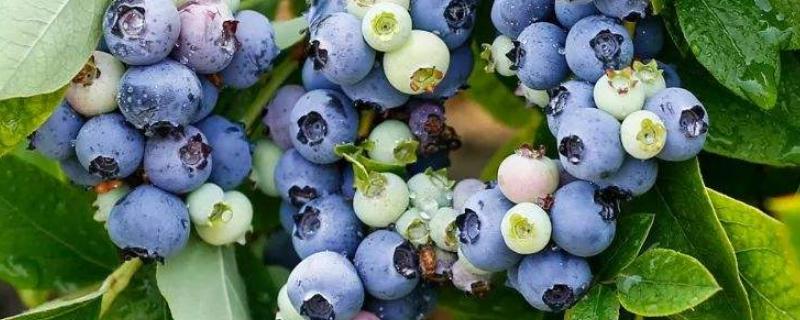 蓝莓第几年开始结果，附蓝莓的品种