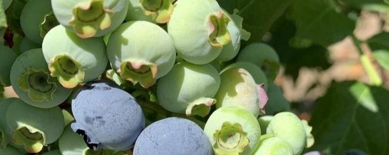 蓝莓的果肉是什么颜色的，蓝莓适合哪些地区种植