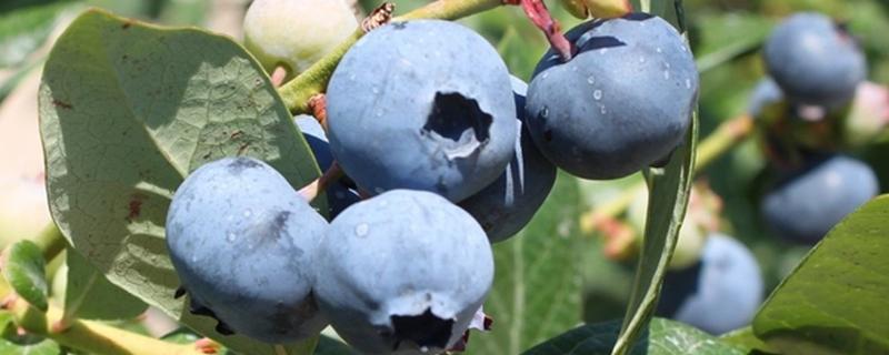 蓝莓从种子到结果要多久，几月份蓝莓可以成熟