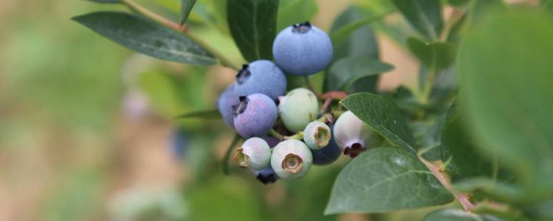 蓝莓喜欢酸性还是碱性土壤，附蓝莓的种植方法