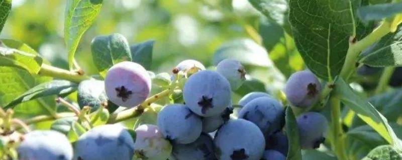 蓝莓大果好还是小果好，如何保存