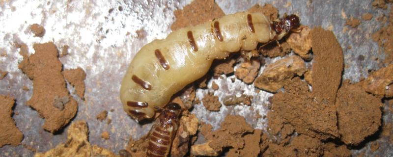 白蚁蚁后怎么形成的，白蚁蚁后能活多久