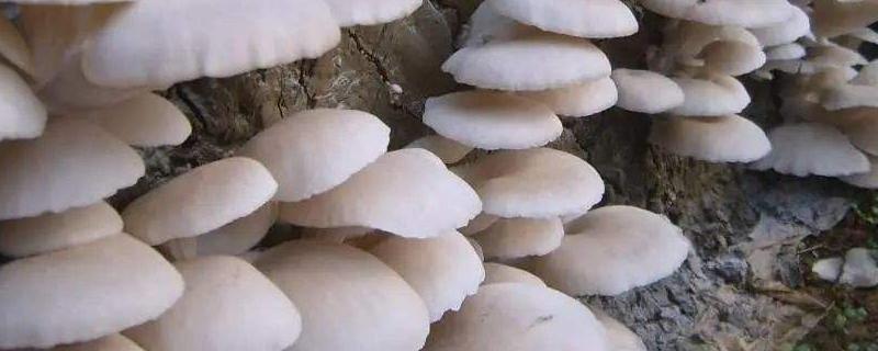 适合秋冬季接种的平菇类型，附种植方法