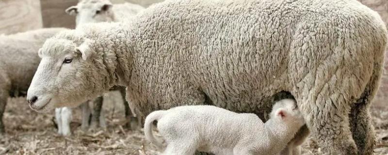绵羊母羊有角吗，母羊的最佳繁殖年龄是什么时候