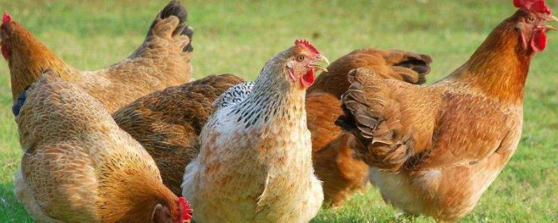 鸡一般能长多大，附鸡的喂养方法