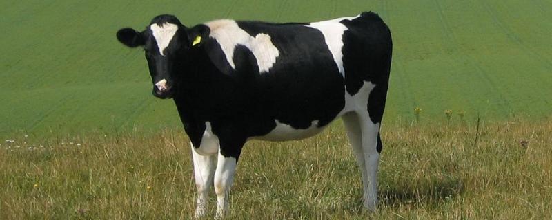奶牛的种类，奶牛是公牛还是母牛