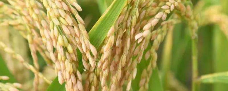 哪种元素对水稻有作用，附水稻的种植方法