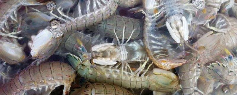 皮皮虾繁殖期在几月，是淡水虾还是海水虾