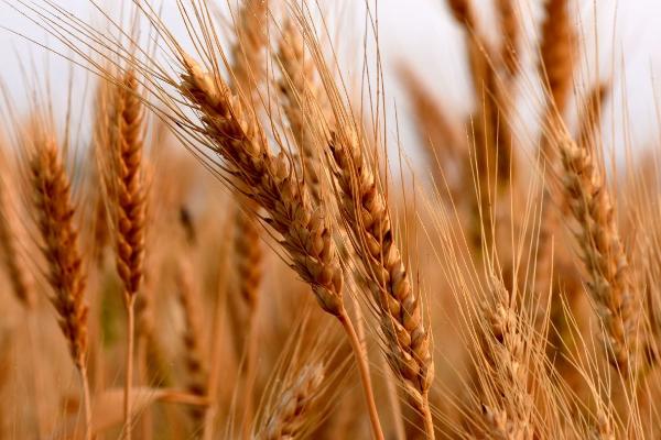 高产小麦新品种