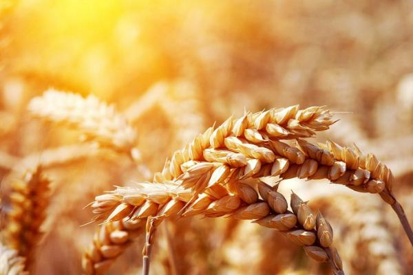 高产小麦新品种