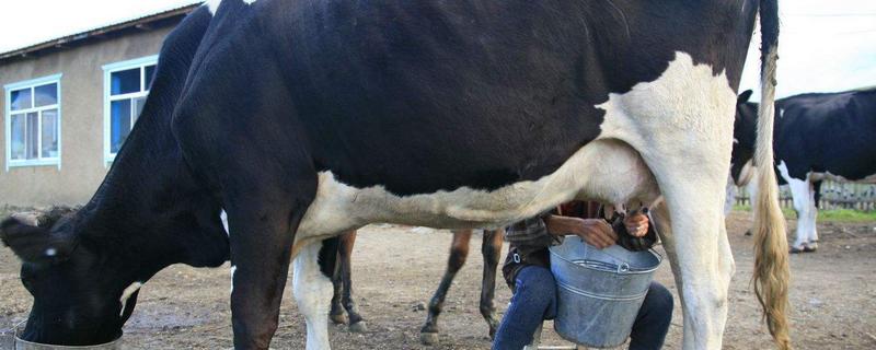 奶牛有几个乳房可以挤奶，奶牛是不是要怀孕了才会产奶