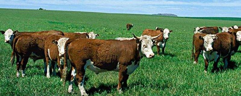 牛肉谷饲好还是草饲好，谷饲牛肉的优点