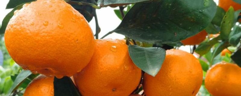 柑橘种植地区是哪个温度带，柑橘果树什么时候施肥好