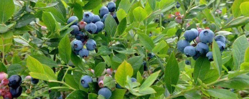 蓝莓采摘季节是几月份，适合哪些地区种植