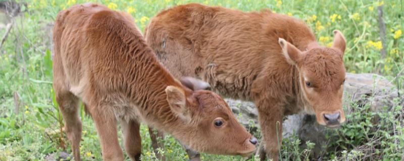 牛犊拉绿色稀便用什么药，牛犊是指多大的牛