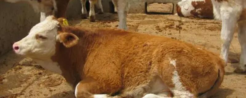 拉骨架饲料适合几个月牛犊，拉骨架饲料有什么作用