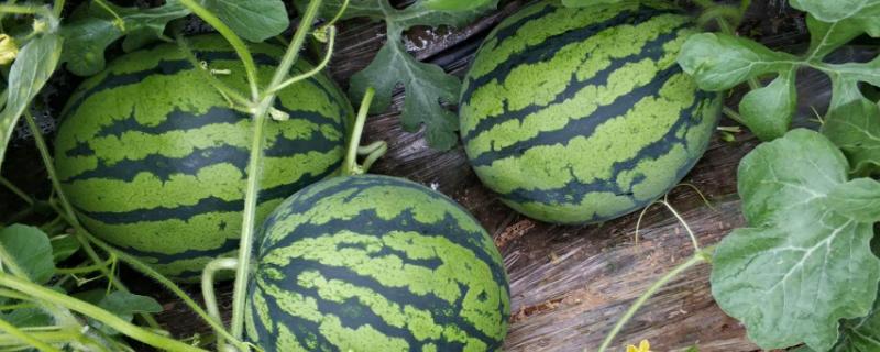 西瓜怎么种植?附育苗方法