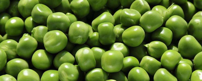 一个豌豆粒中钻入多个幼虫会发生什么，豌豆是黄豆吗