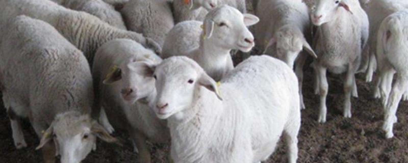 杜泊羊是山羊还是绵羊，绵羊和山羊有什么区别