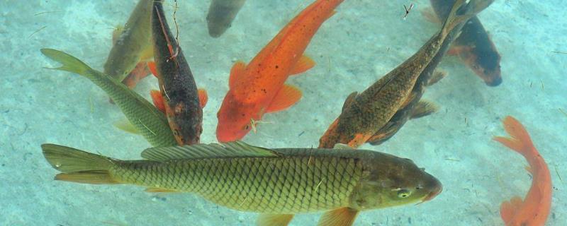 充氧气活鱼能活多久，活鱼属于绿通吗