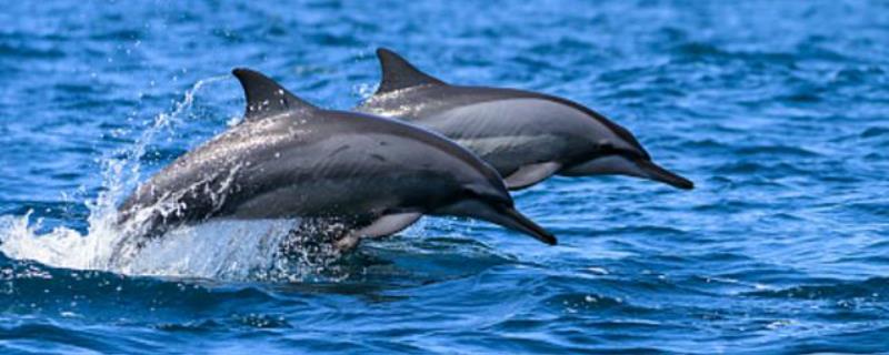 海豚生殖发育的特点是，海豚的寿命多长