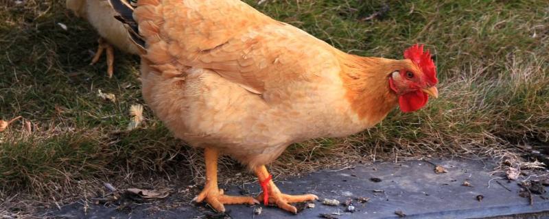 母鸡孵鸭蛋的注意事项，孵蛋需要多长时间